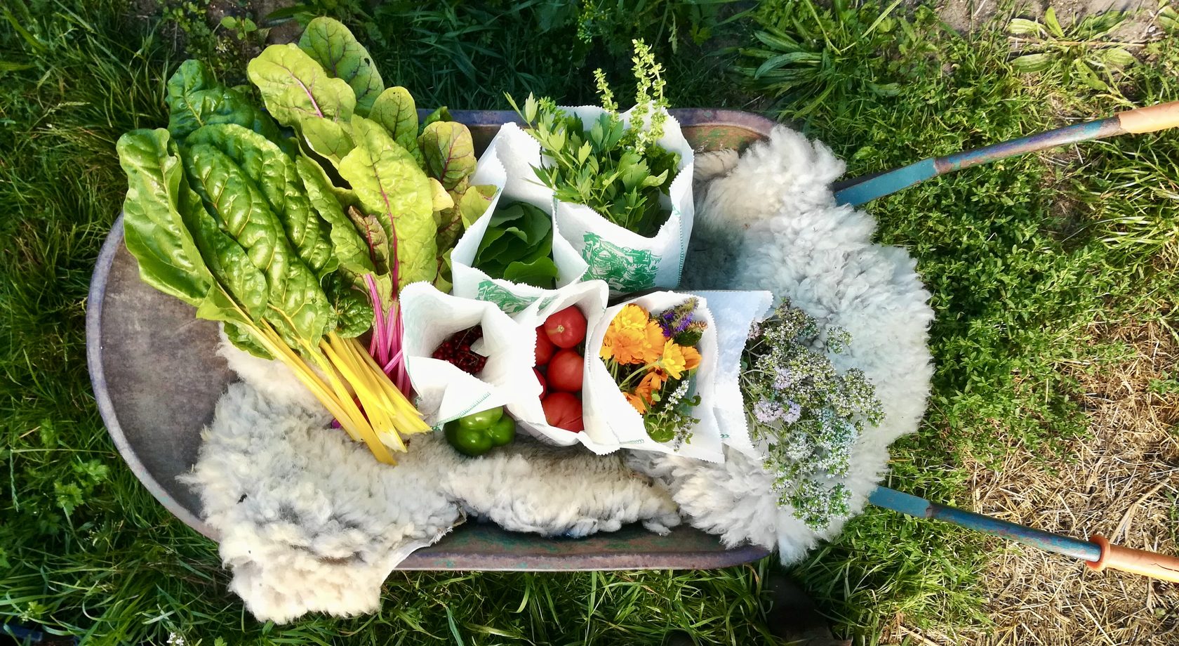 Plant-based dish by Skarabo Life